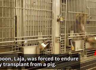 Investigation Reveals University of Alabama Using ‘Woolite’ on Baboons, PETA Exposes nvestigation-reveals-university-of-alabama-using-woolite-on-baboons-peta-exposes