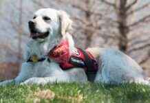 Iowa’s First Therapy Dog at Police Station Passes Away at 13 owas-first-therapy-dog-at-police-station-passes-away-at-13