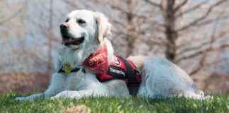 Iowa’s First Therapy Dog at Police Station Passes Away at 13 owas-first-therapy-dog-at-police-station-passes-away-at-13