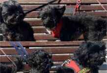 Owner Banned: Dogs’ Death Leads to 20-Year Animal Ban owner-banned-dogs-death-leads-to-20-year-animal-ban