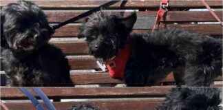 Owner Banned: Dogs’ Death Leads to 20-Year Animal Ban owner-banned-dogs-death-leads-to-20-year-animal-ban