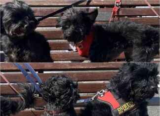 Owner Banned: Dogs’ Death Leads to 20-Year Animal Ban owner-banned-dogs-death-leads-to-20-year-animal-ban