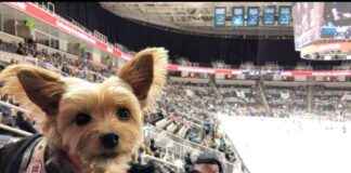 Pet-Friendly Hockey Games: 2024/2025 Season Guide pet-friendly-hockey-games-20242025-season-guide