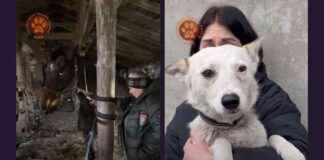 PETA-Backed Team Saves Horses from Drone Strike: Breaking News peta-backed-team-saves-horses-from-drone-strike-breaking-news