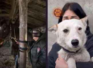 PETA-Backed Team Saves Horses from Drone Strike: Breaking News peta-backed-team-saves-horses-from-drone-strike-breaking-news