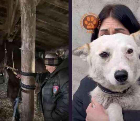 PETA-Backed Team Saves Horses from Drone Strike: Breaking News peta-backed-team-saves-horses-from-drone-strike-breaking-news