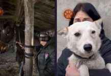 PETA-Backed Team Saves Horses From Drone Strike – PETA Headlines peta-backed-team-saves-horses-from-drone-strike-peta-headlines
