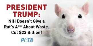 PETA Urges President-Elect Trump to Cut $23 Billion from NIH Budget peta-urges-president-elect-trump-to-cut-23-billion-from-nh-budget