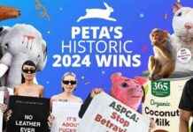 PETA’s Top 2024 Victories: A Year in Review petas-top-2024-victories-a-year-in-review