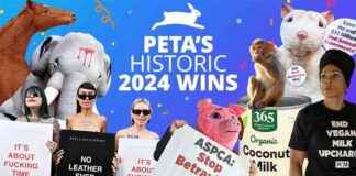 PETA’s Top 2024 Victories: A Year in Review petas-top-2024-victories-a-year-in-review