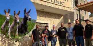 Petra Veterinary Clinic: Global Compassion Funded Haven for Animals petra-veterinary-clinic-global-compassion-funded-haven-for-animals