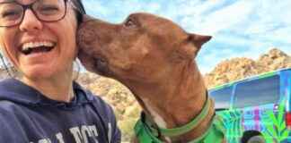 Renting an Adventure Van with Pets: Tips for a Successful Trip renting-an-adventure-van-with-pets-tips-for-a-successful-trip