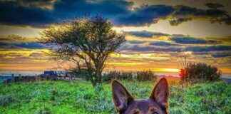 Retired K9 Dog Rescues Missing Man on First Walk Post-Surgery retired-k9-dog-rescues-missing-man-on-first-walk-post-surgery