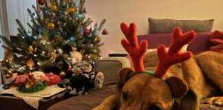 Is Lava the Grinch of Christmas? Unveiling the Relationship Between Dogs and the Holiday Season s-lava-the-grinch-of-christmas-unveiling-the-relationship-between-dogs-and-the-holiday-season