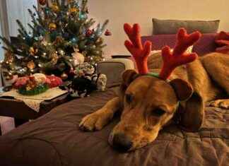 Is Lava the Grinch of Christmas? Unveiling the Relationship Between Dogs and the Holiday Season s-lava-the-grinch-of-christmas-unveiling-the-relationship-between-dogs-and-the-holiday-season