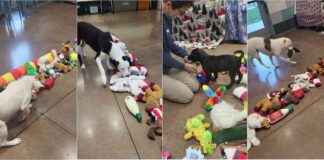 Shelter Dogs Choose Christmas Toys: Heartwarming Video shelter-dogs-choose-christmas-toys-heartwarming-video