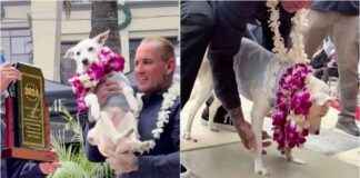 Surfing Dog Inducted into Surfer’s Hall of Fame in California surfing-dog-nducted-into-surfers-hall-of-fame-in-california