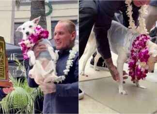 Surfing Dog Inducted into Surfer’s Hall of Fame in California surfing-dog-nducted-into-surfers-hall-of-fame-in-california