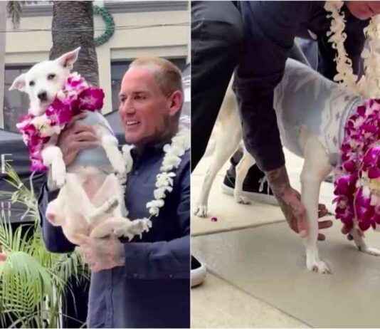 Surfing Dog Inducted into Surfer’s Hall of Fame in California surfing-dog-nducted-into-surfers-hall-of-fame-in-california