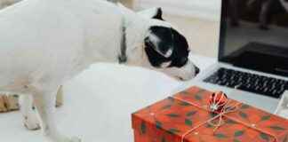 Top 13 Hanukkah Gifts for Dogs and Dog Lovers 2024 top-13-hanukkah-gifts-for-dogs-and-dog-lovers-2024