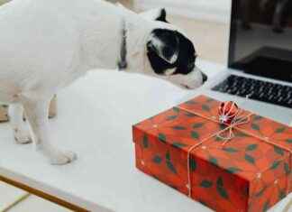 Top 13 Hanukkah Gifts for Dogs and Dog Lovers 2024 top-13-hanukkah-gifts-for-dogs-and-dog-lovers-2024