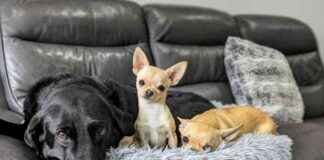 Top 5 Dogster Posts of 2024 by Dr. Karyn: A Review top-5-dogster-posts-of-2024-by-dr-karyn-a-review