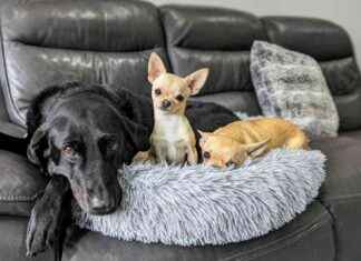 Top 5 Dogster Posts of 2024 by Dr. Karyn: A Review top-5-dogster-posts-of-2024-by-dr-karyn-a-review