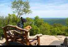 Top 9 Pet-Friendly Trips to Escape Crowds – GoPetFriendly top-9-pet-friendly-trips-to-escape-crowds-gopetfriendly