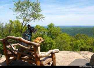 Top 9 Pet-Friendly Trips to Escape Crowds – GoPetFriendly top-9-pet-friendly-trips-to-escape-crowds-gopetfriendly