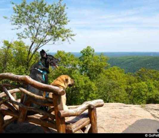 Top 9 Pet-Friendly Trips to Escape Crowds – GoPetFriendly top-9-pet-friendly-trips-to-escape-crowds-gopetfriendly