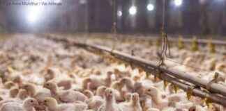 Understanding the ‘Better Chicken Commitment’ by PETA: What You Need to Know understanding-the-better-chicken-commitment-by-peta-what-you-need-to-know