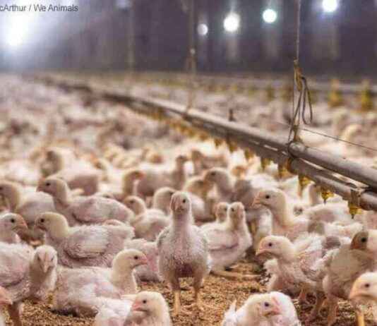 Understanding the ‘Better Chicken Commitment’ by PETA: What You Need to Know understanding-the-better-chicken-commitment-by-peta-what-you-need-to-know