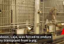 University of Alabama Exposed: Animal Testing Scandal Sparks Outrage university-of-alabama-exposed-animal-testing-scandal-sparks-outrage
