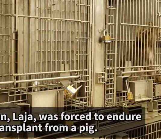 University of Alabama Exposed: Animal Testing Scandal Sparks Outrage university-of-alabama-exposed-animal-testing-scandal-sparks-outrage