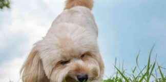 Are Dogs Turning Vegan by Eating Grass? are-dogs-turning-vegan-by-eating-grass