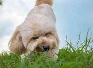 Are Dogs Turning Vegan by Eating Grass? are-dogs-turning-vegan-by-eating-grass