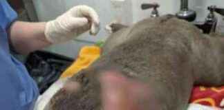 Banned Couple Neglects Dog: Large Burn Leads to Pet Ownership Ban banned-couple-neglects-dog-large-burn-leads-to-pet-ownership-ban