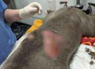 Banned Couple Neglects Dog: Large Burn Leads to Pet Ownership Ban banned-couple-neglects-dog-large-burn-leads-to-pet-ownership-ban