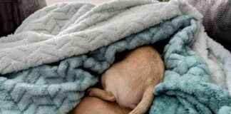 Chihuahuas and Burrowing: Dr. Karyn’s Experience with Ned & Fred chihuahuas-and-burrowing-dr-karyns-experience-with-ned-fred