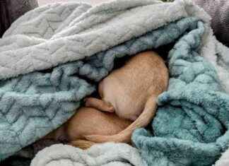 Chihuahuas and Burrowing: Dr. Karyn’s Experience with Ned & Fred chihuahuas-and-burrowing-dr-karyns-experience-with-ned-fred