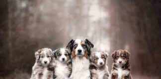 Do Mother Dogs Miss Their Puppies? Understanding Canine Maternal Instincts do-mother-dogs-miss-their-puppies-understanding-canine-maternal-nstincts