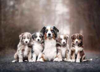 Do Mother Dogs Miss Their Puppies? Understanding Canine Maternal Instincts do-mother-dogs-miss-their-puppies-understanding-canine-maternal-nstincts