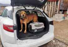 Dog-Friendly Tips for Traveling with Your Pet: How to Handle Car Rides – Dogster dog-friendly-tips-for-traveling-with-your-pet-how-to-handle-car-rides-dogster