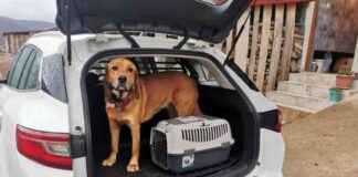 Dog-Friendly Tips for Traveling with Your Pet: How to Handle Car Rides – Dogster dog-friendly-tips-for-traveling-with-your-pet-how-to-handle-car-rides-dogster