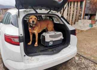 Dog-Friendly Tips for Traveling with Your Pet: How to Handle Car Rides – Dogster dog-friendly-tips-for-traveling-with-your-pet-how-to-handle-car-rides-dogster