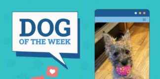 Dogster Photo Contest: Dogs of the Week Winners (Jan 9, 2025) dogster-photo-contest-dogs-of-the-week-winners-jan-9-2025
