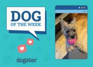 Dogster Photo Contest: Dogs of the Week Winners (Jan 9, 2025) dogster-photo-contest-dogs-of-the-week-winners-jan-9-2025