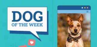Dogster Photo Contest: Dogs of the Week Winners January 16, 2025 dogster-photo-contest-dogs-of-the-week-winners-january-16-2025