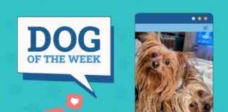 Dogster Photo Contest: Dogs of the Week Winners – January 23, 2025 dogster-photo-contest-dogs-of-the-week-winners-january-23-2025