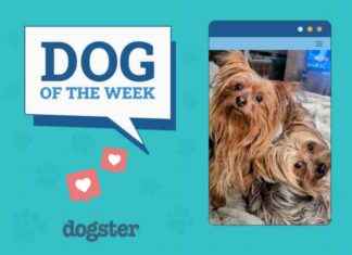 Dogster Photo Contest: Dogs of the Week Winners – January 23, 2025 dogster-photo-contest-dogs-of-the-week-winners-january-23-2025